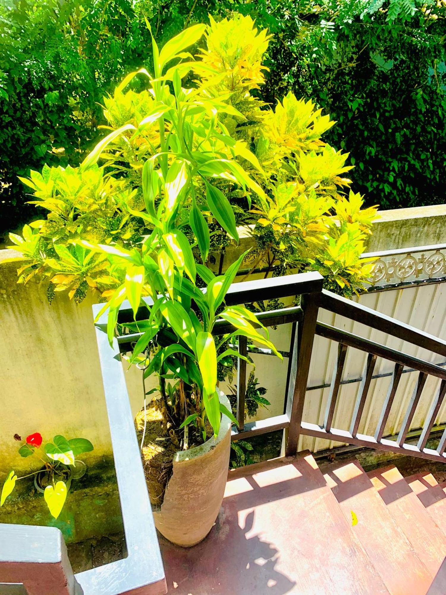 Deshan Homestay & Restaurant Tangalle Zewnętrze zdjęcie